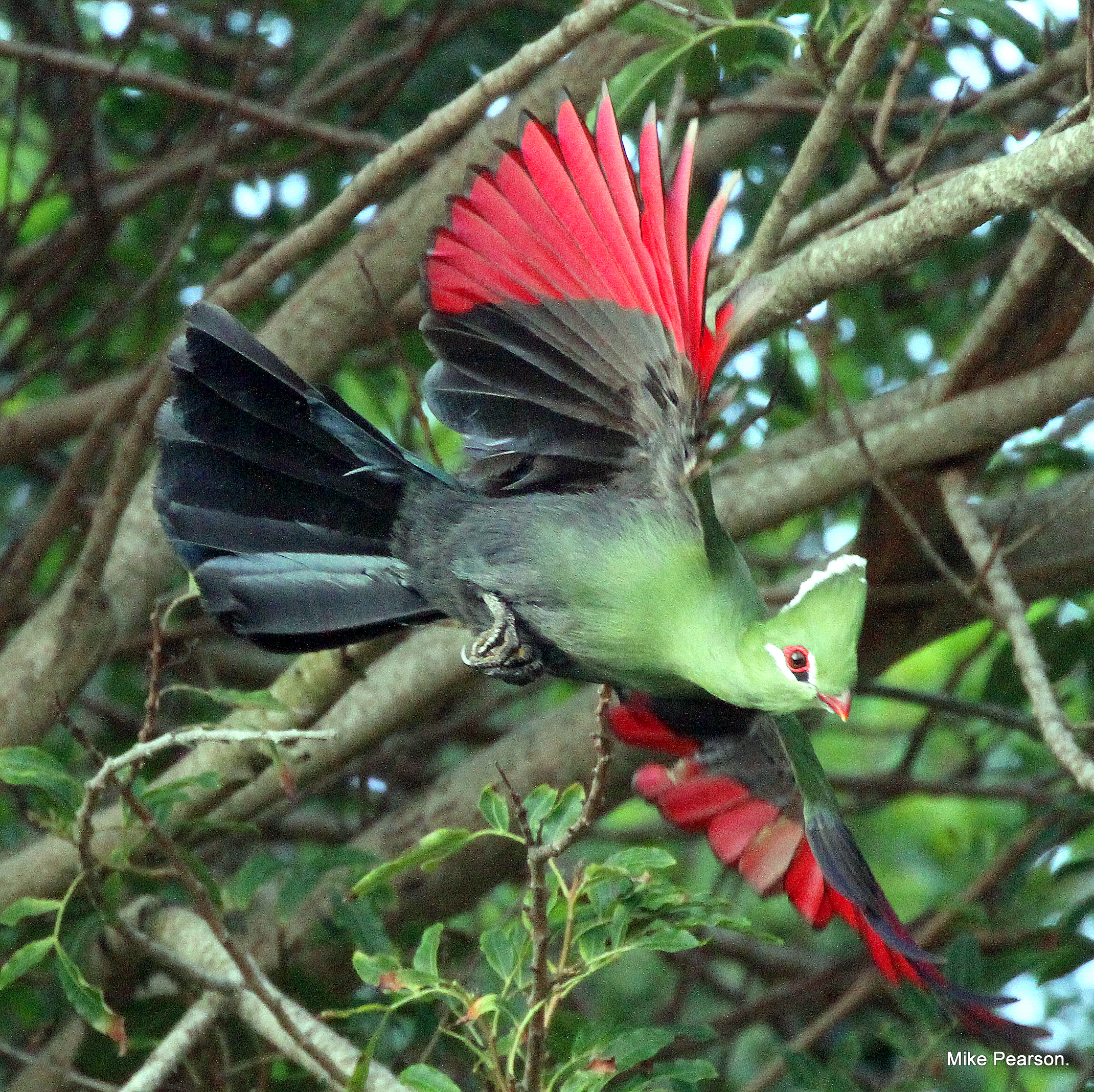 SGR - Knysna Turaco (Mike Pearson) SGR - Knysna Turaco (Mike Pearson)