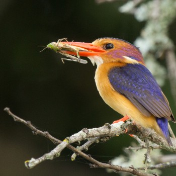 SGR - Pygmy Kingfisher SGR - Pygmy Kingfisher